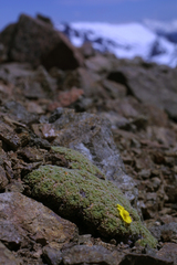 Oxalis erythrorrhiza