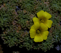 Oxalis erythrorrhiza