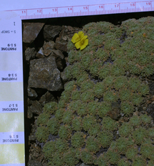 Oxalis erythrorrhiza