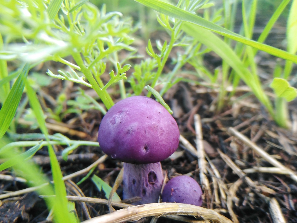 Collybia nuda · June 2023 · photo: © nicolas_joak (iNaturalist, cc0)