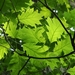 Quercus shumardii - Photo (c) William J. Deml, algunos derechos reservados (CC BY-NC), subido por William J. Deml