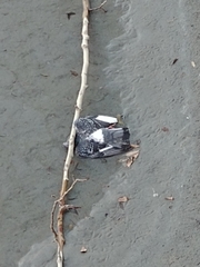 Columba livia domestica