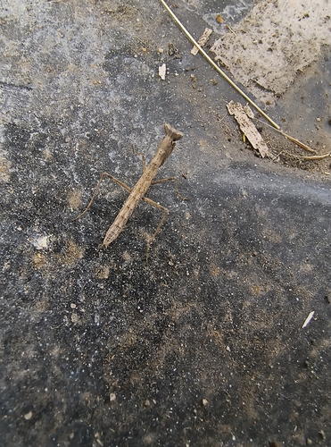iNaturalist observation photo of American Ground Mantises