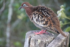 Zenaida galapagoensis