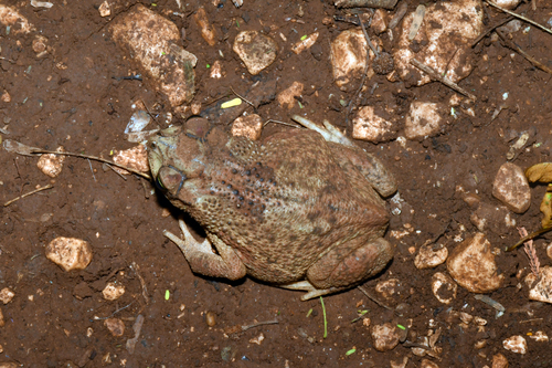Eastern Crested Toad, Peltophryne guentheri
