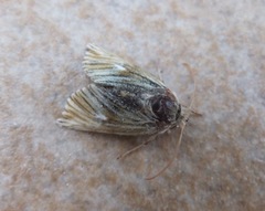 Teinoptera olivina