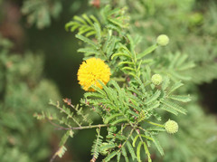 Vachellia rorudiana