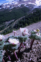 Callianthemoides semiverticillata