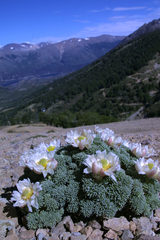 Callianthemoides semiverticillata