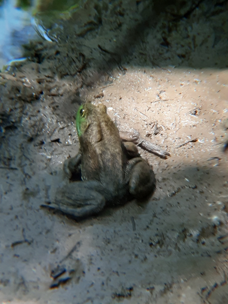 American Bullfrog from Great Plains Nature Center on July 11, 2023 at ...