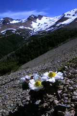 Callianthemoides semiverticillata