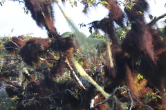 Bryopteris liebmanniana