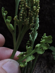 Botrychium michiganense