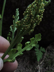 Botrychium michiganense