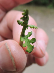 Botrychium michiganense