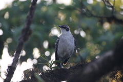 Mimus parvulus parvulus