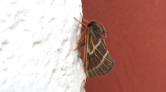 Hemileuca rubridorsa