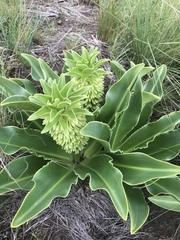 Eucomis autumnalis clavata