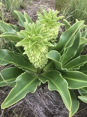 Eucomis autumnalis clavata