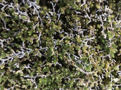 Selaginella caffrorum
