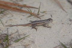 Sceloporus woodi