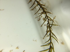 Fontinalis dalecarlica