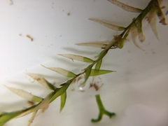 Fontinalis dalecarlica