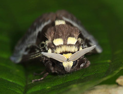 Megalopyge albicollis