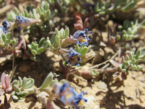 Image of Penstemon caespitosus by (c) Anders Hastings, some rights reserved (CC BY)