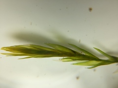 Fontinalis dalecarlica