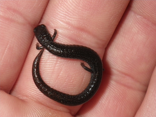 Batrachoseps gavilanensis
