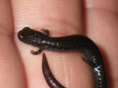 Batrachoseps