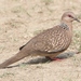 Indian Spotted Dove - Photo (c) James Bailey, some rights reserved (CC BY-NC), uploaded by James Bailey