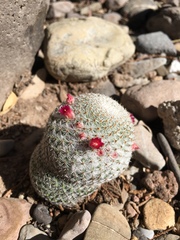 Mammillaria huitzilopochtli huitzilopochtli
