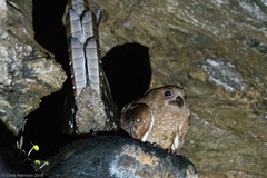 Steatornis caripensis