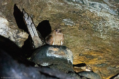 Steatornis caripensis