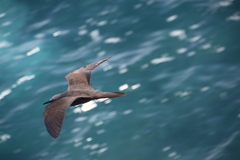 Anous stolidus galapagensis