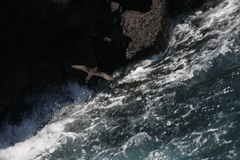 Anous stolidus galapagensis