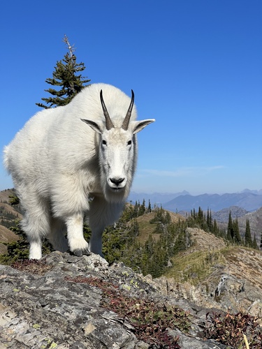 Mountain Goat photographed in Montana