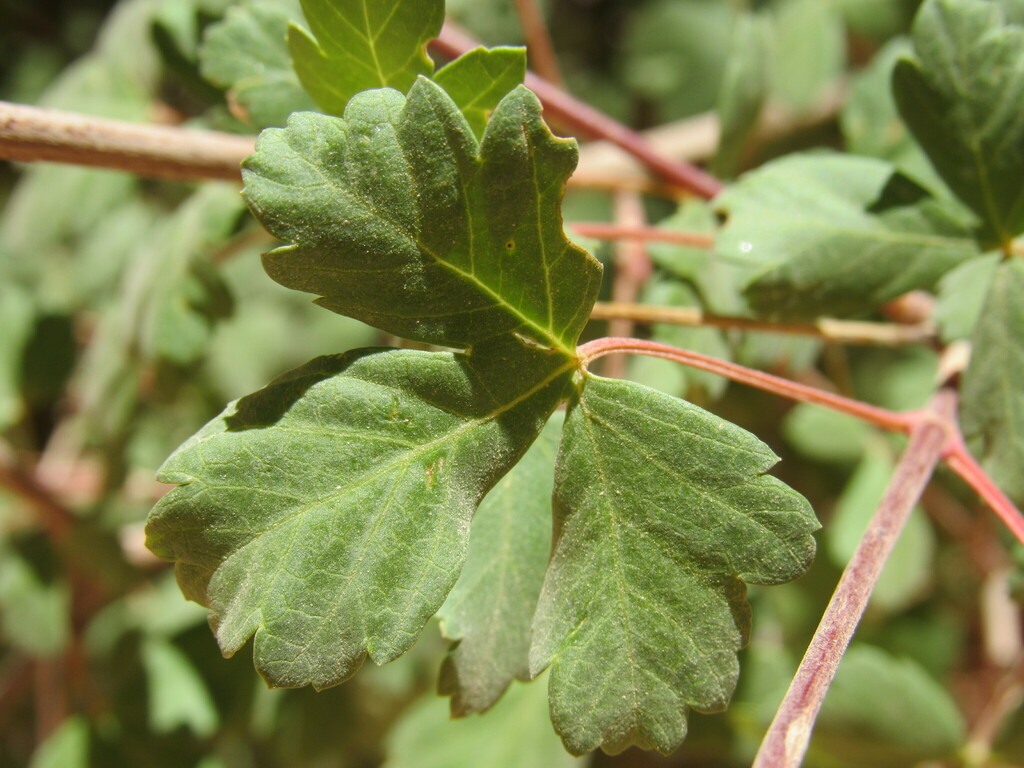Acer sect. Glabra