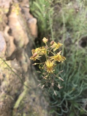 Bulbine asphodeloides