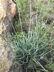 Bulbine asphodeloides
