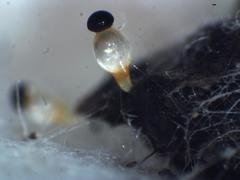 Pilobolus lentiger lentiger