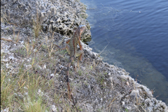 Iguana
