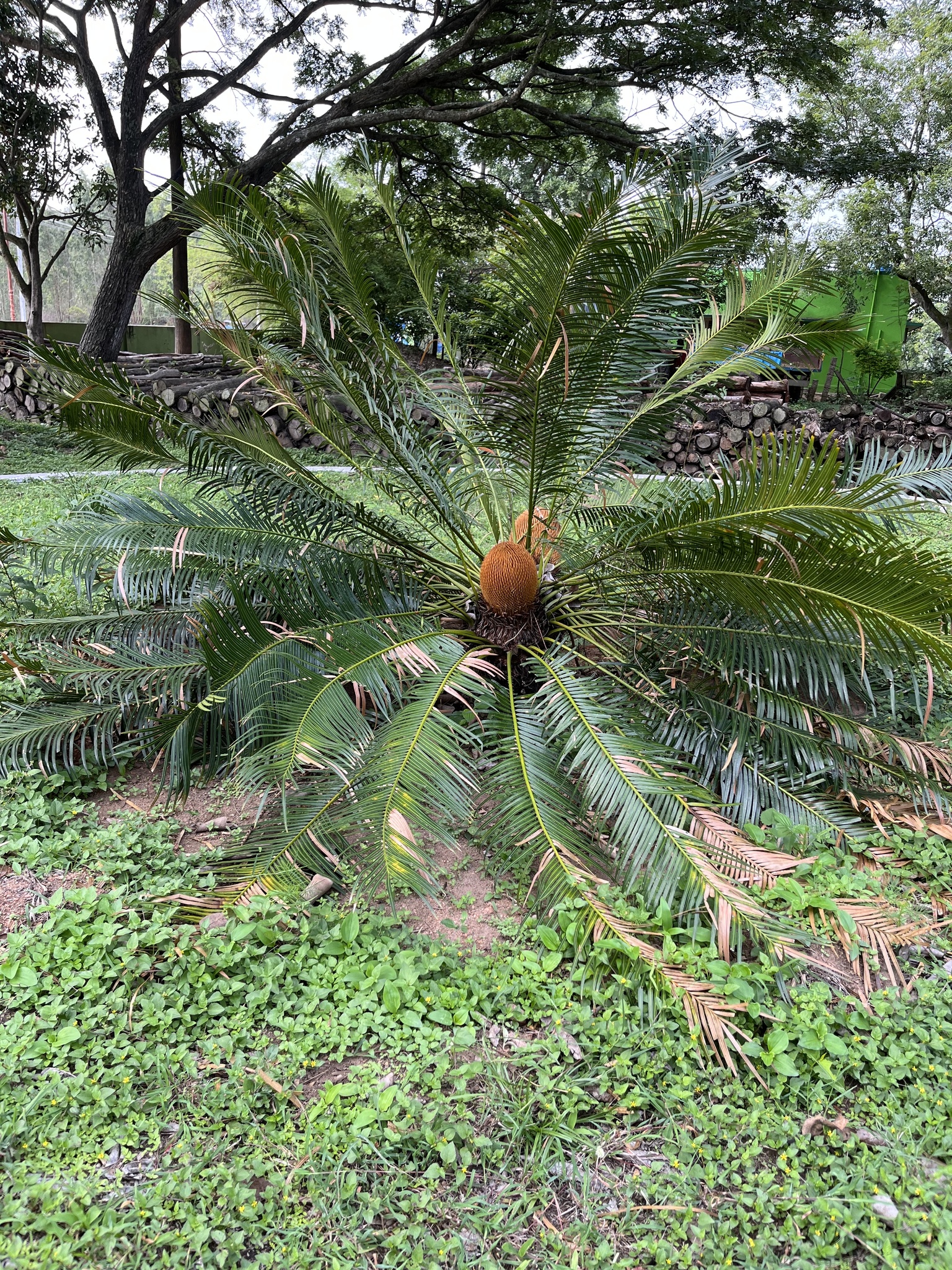 Imagem de Sagu-de-jardim