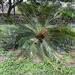 Cycas circinalis - Photo (c) Madhushri Mudke,  זכויות יוצרים חלקיות (CC BY-NC), הועלה על ידי Madhushri Mudke