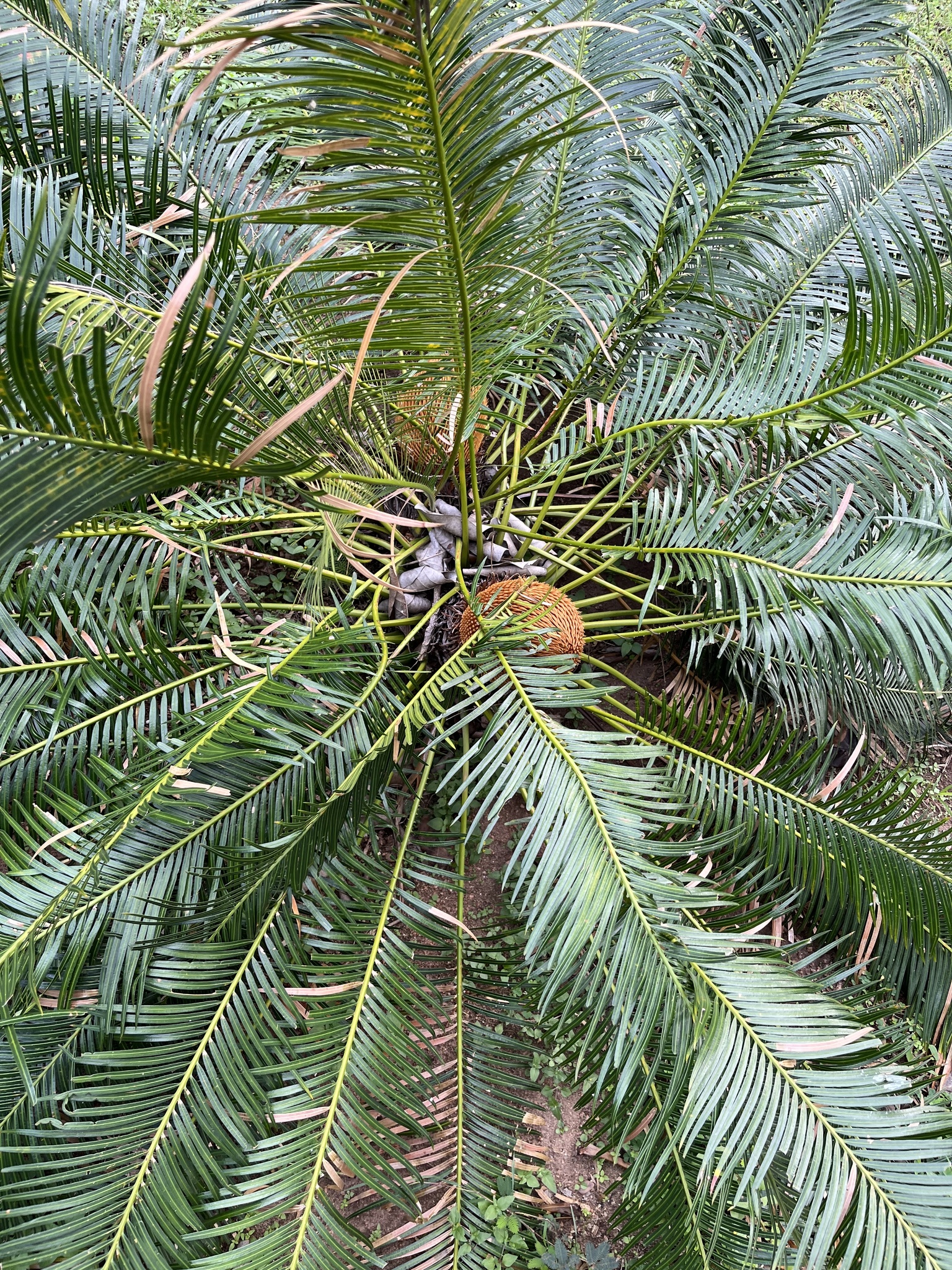 Imagem de Sagu-de-jardim
