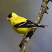 American Goldfinch - Photo (c) Mdf, some rights reserved (CC BY-SA)