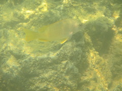 Lutjanus argentiventris