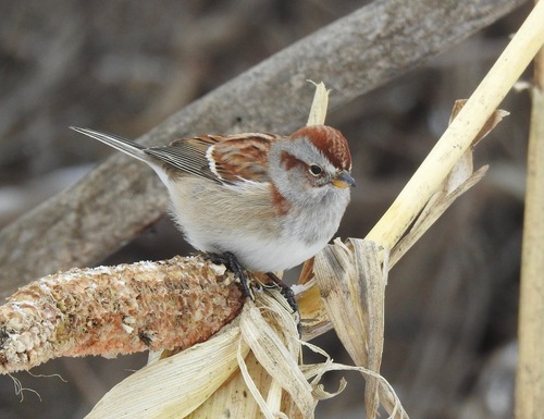 American Tree Sparrow, photo 7 of 10